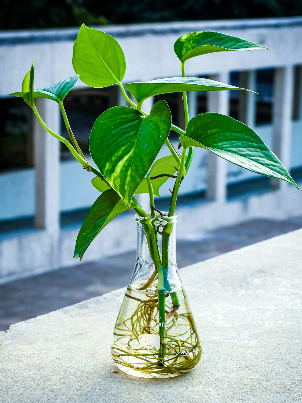 Una planta en un jarrón de vidrio