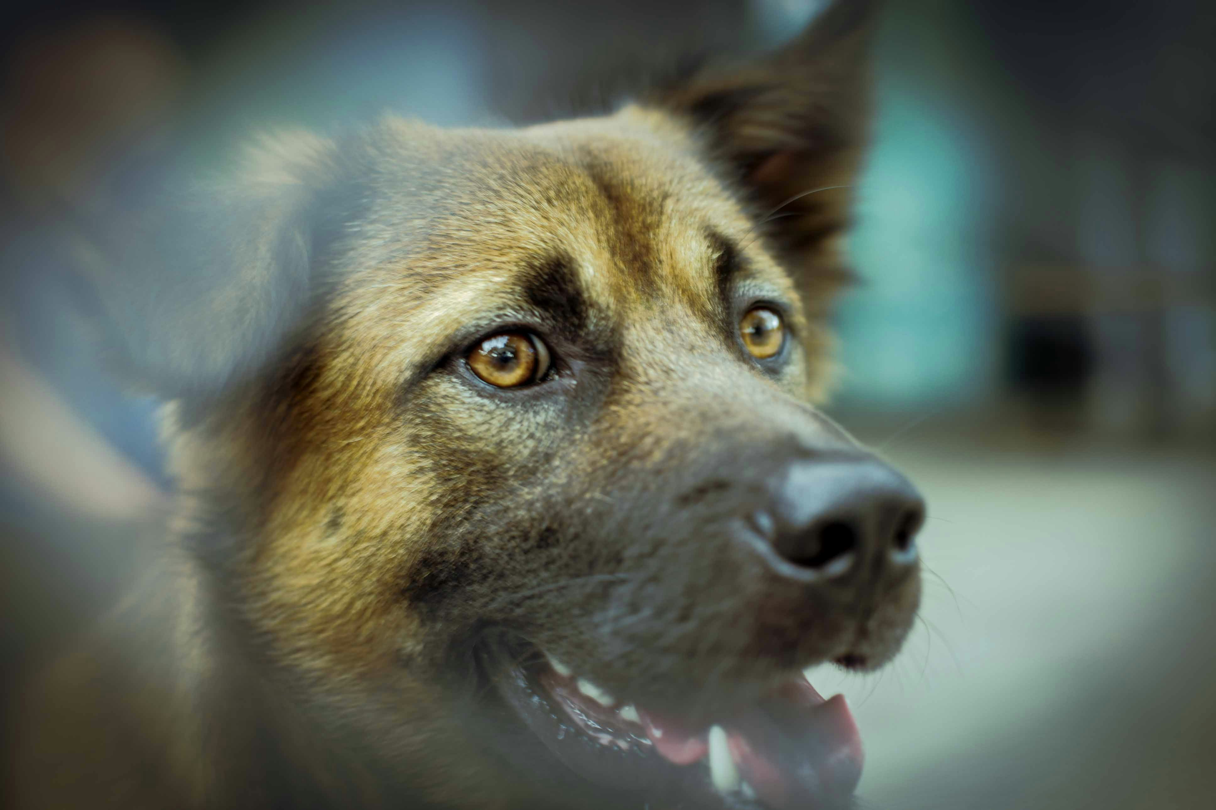 Photo by quangdieu195