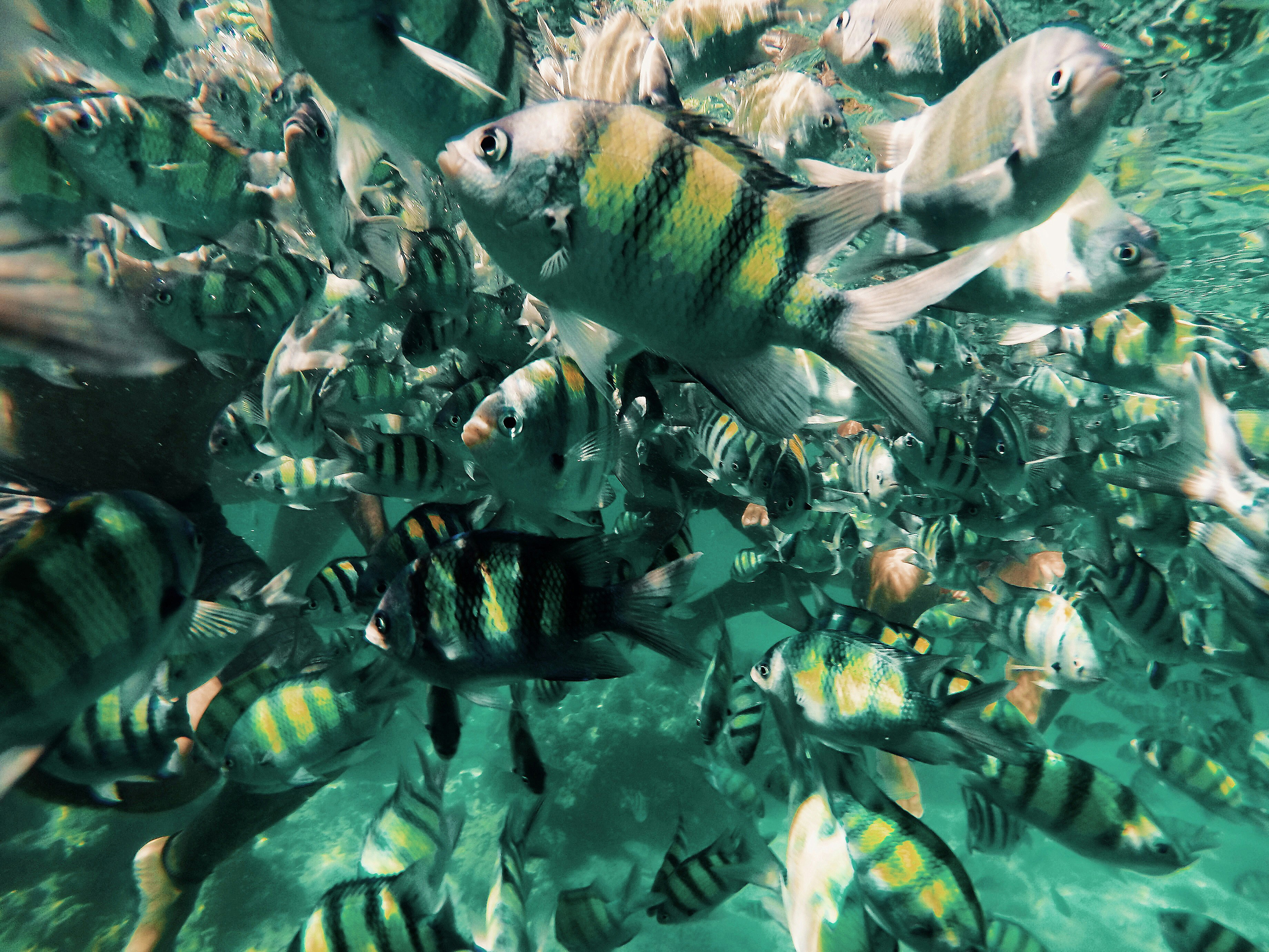 sekelompok ikan berenang di air