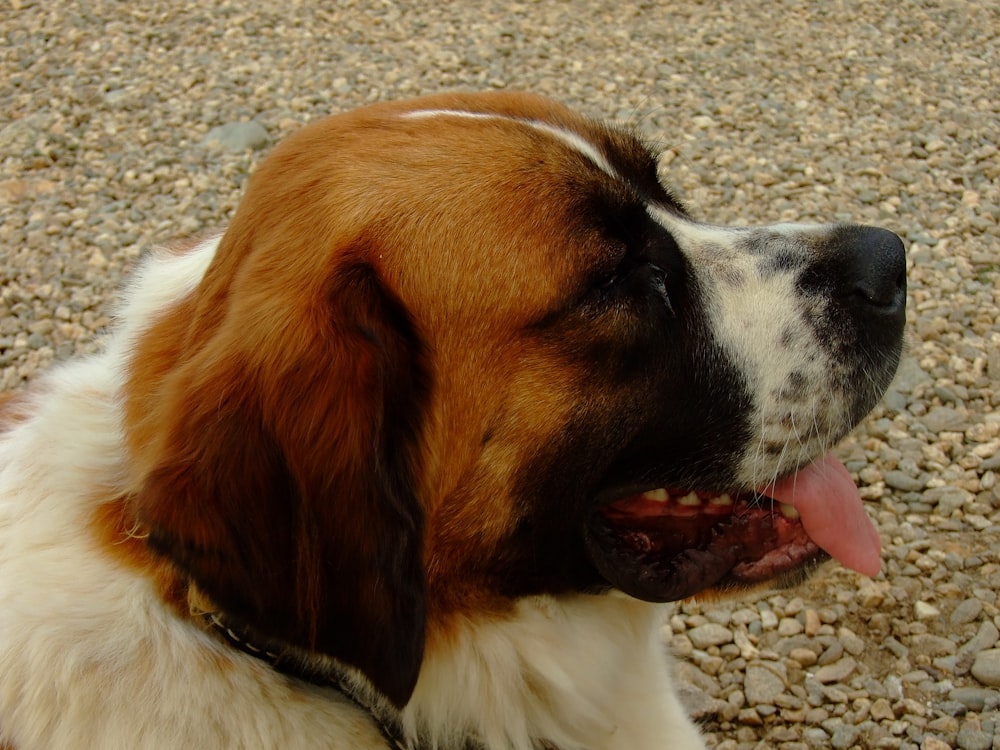 a dog with its tongue out