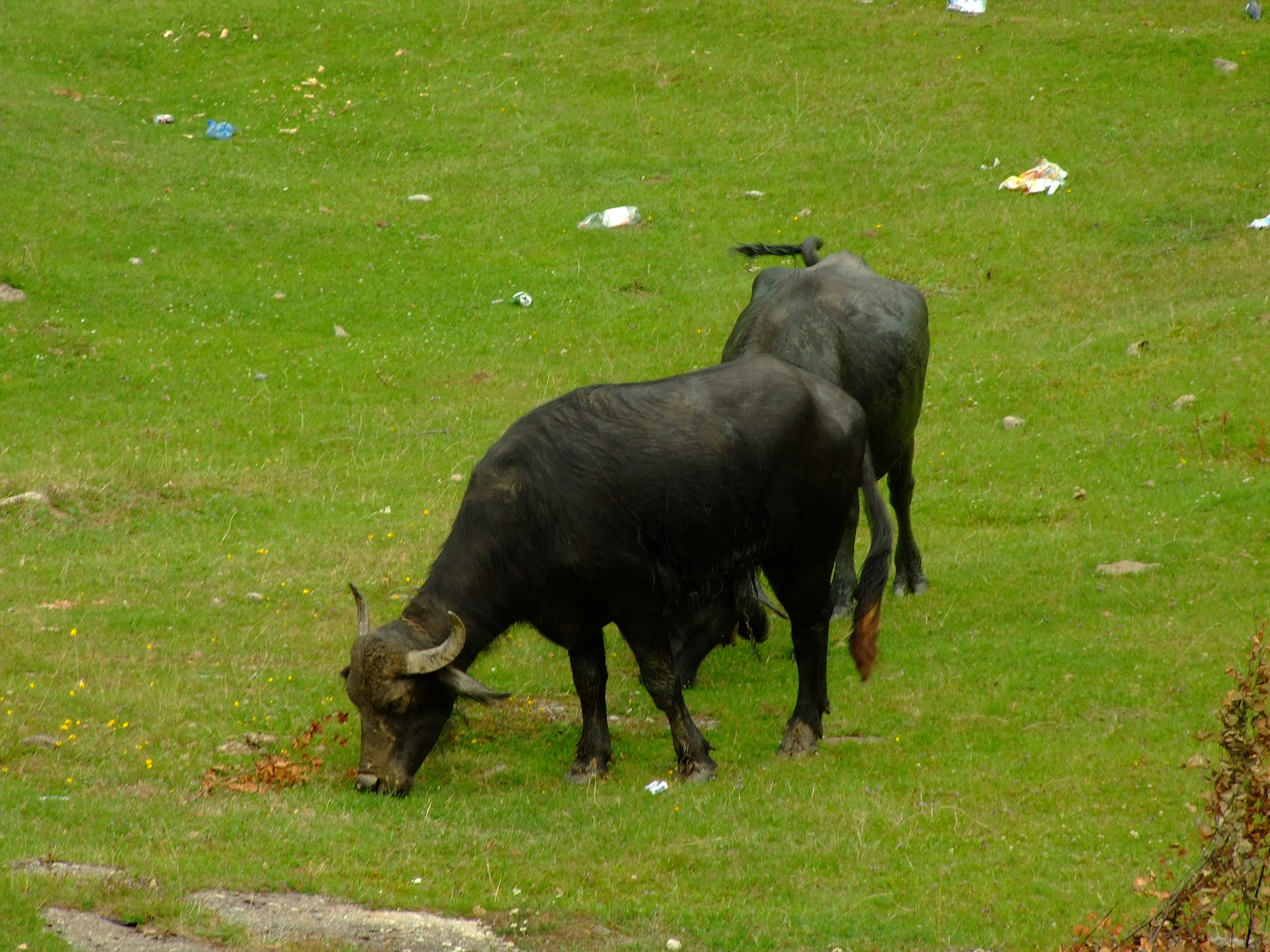 A Three-Way Street: How Each Species Benefits (image credits: unsplash)