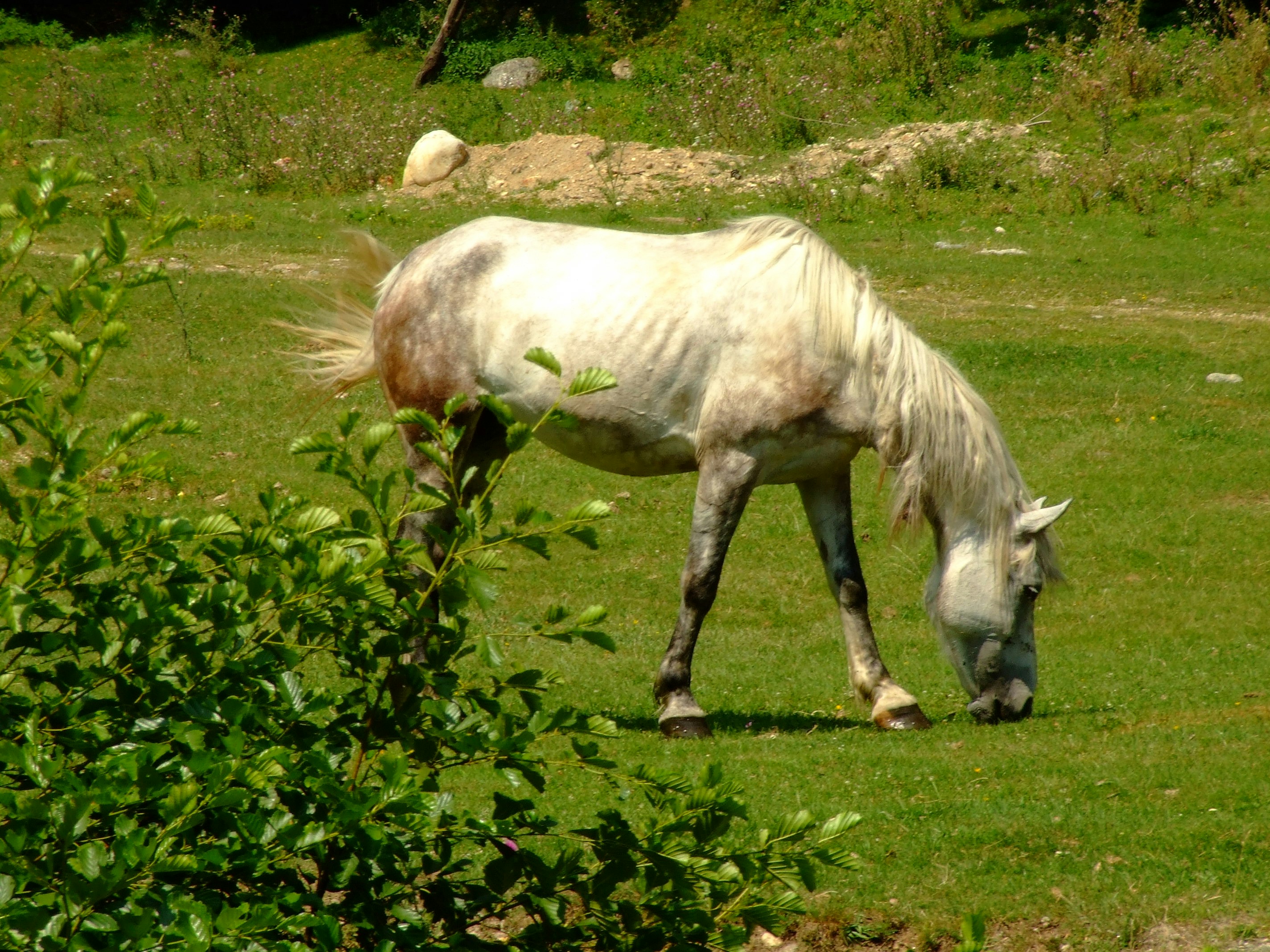 a horse eating grass