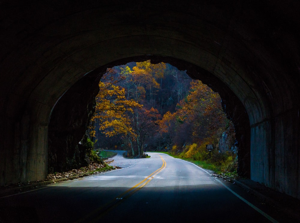 a road with trees on the side