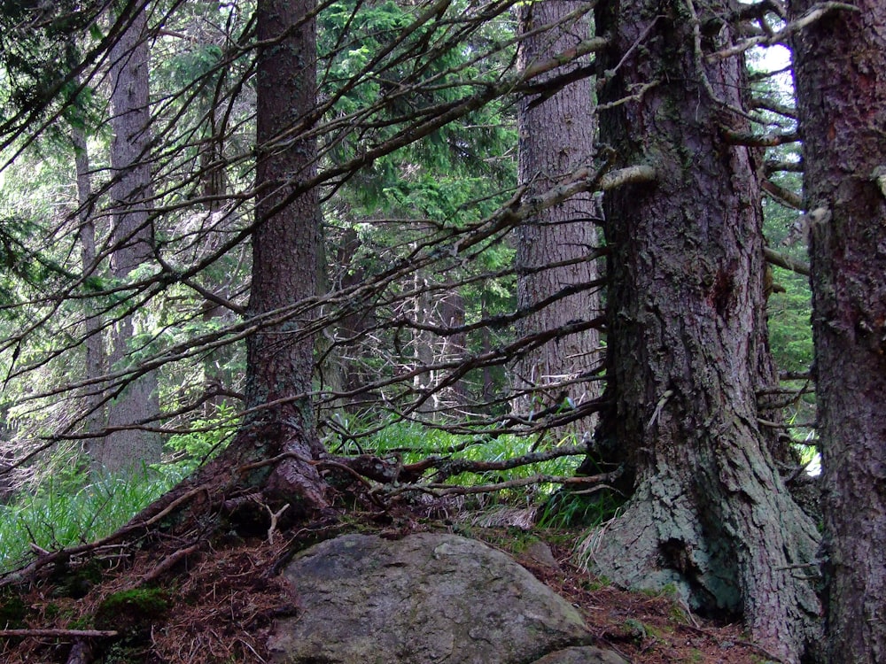 a group of trees in a forest