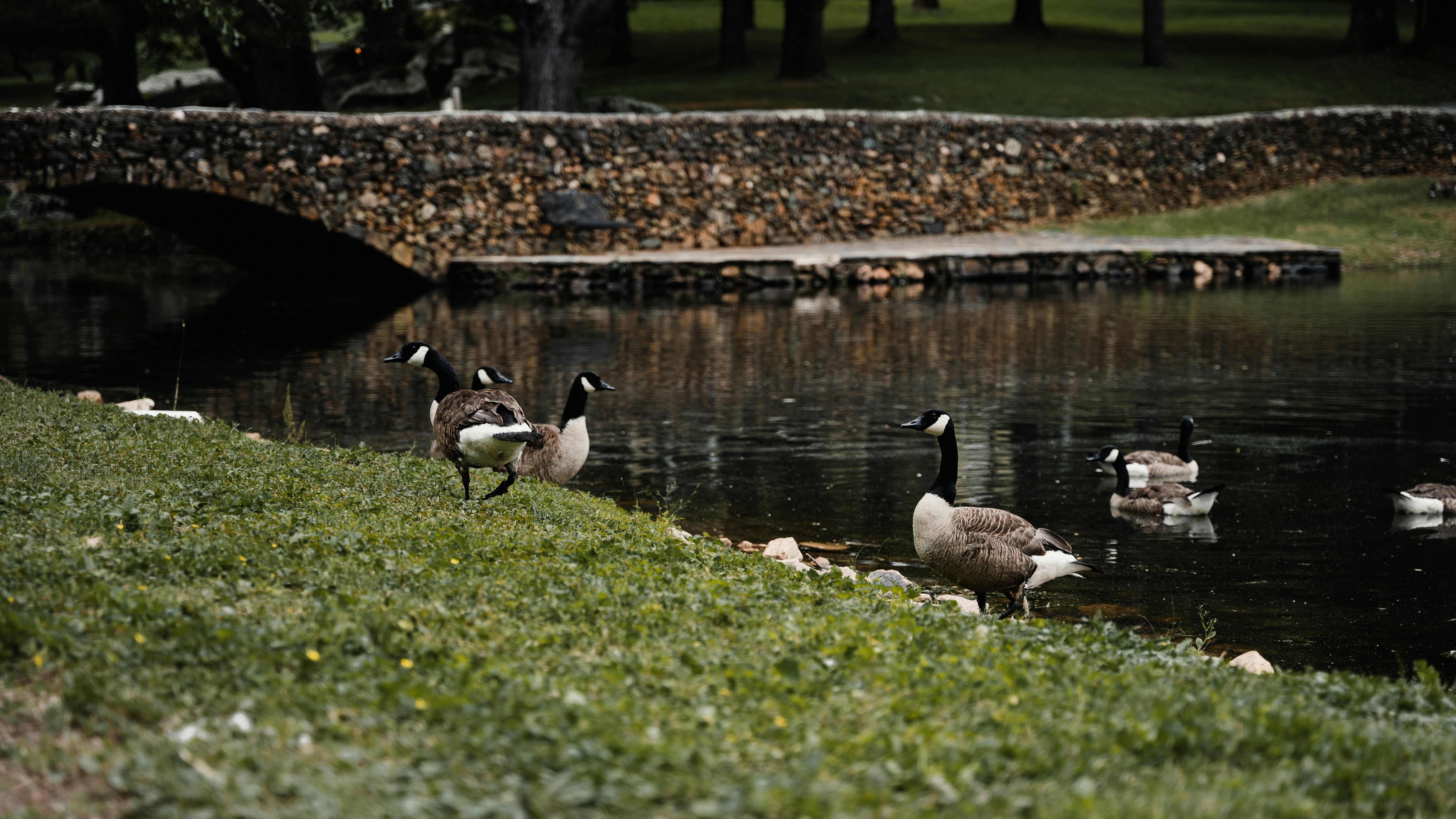 a flock of seagulls standing next to a body of water