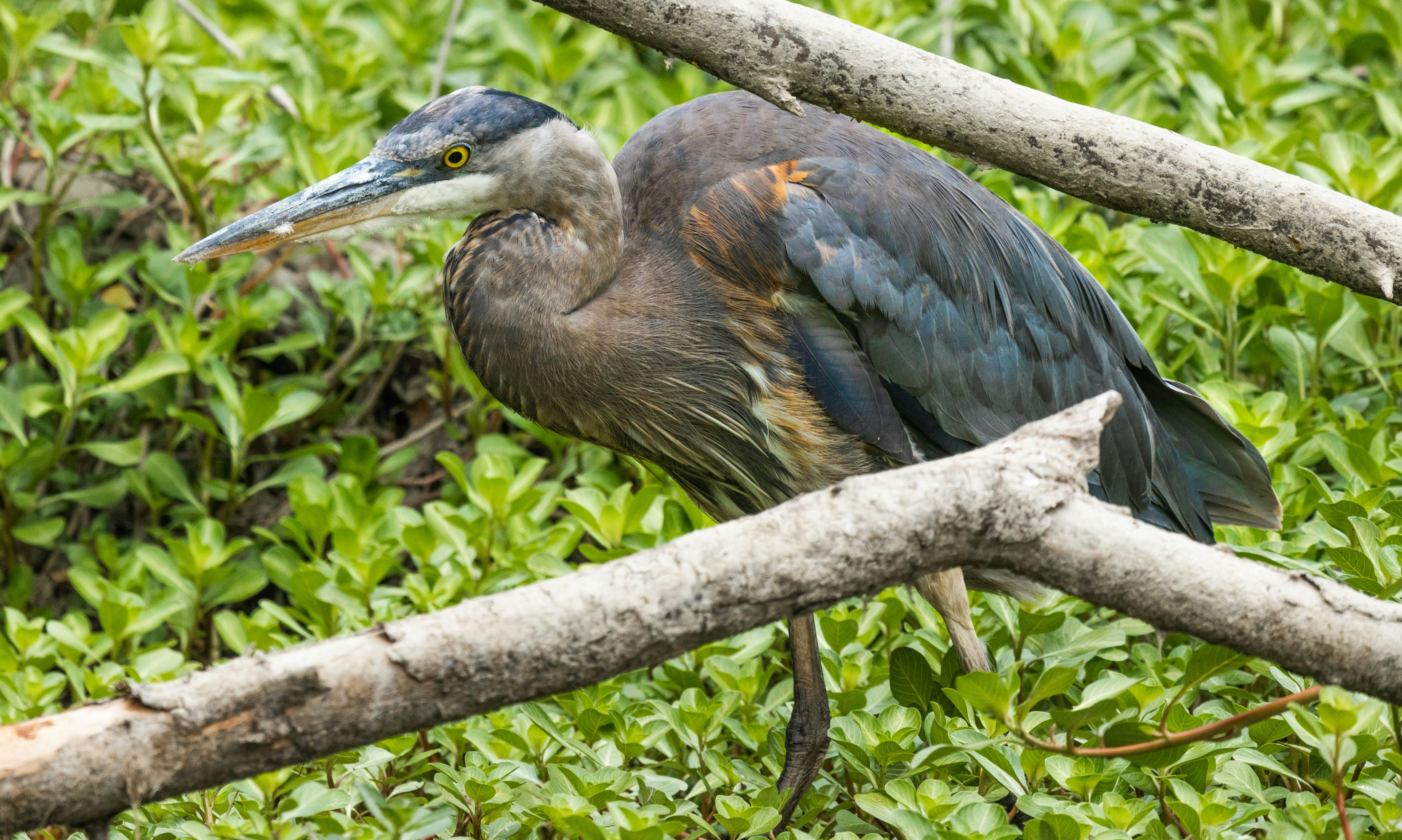 a bird sitting on a branch