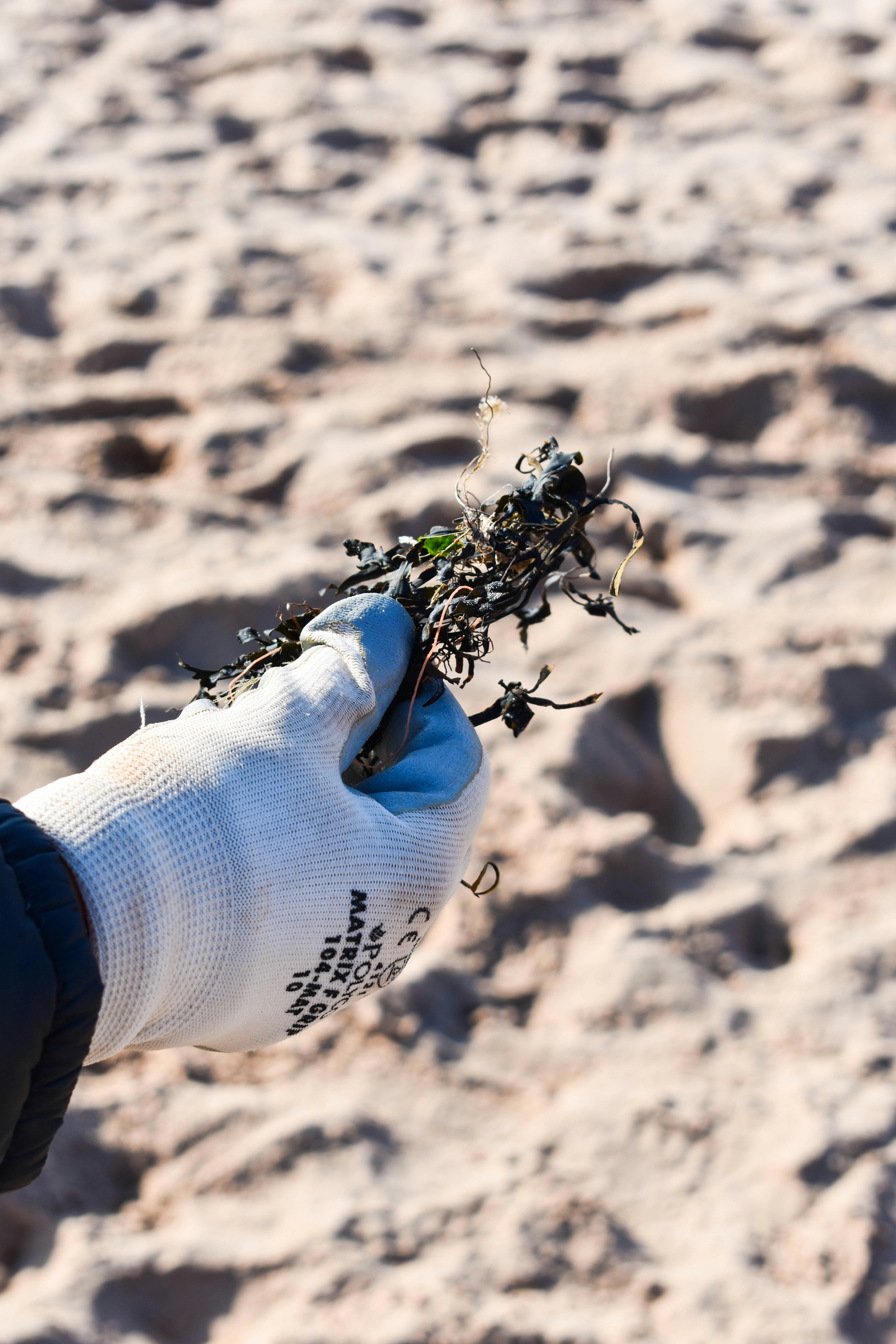 a hand holding a black and white insect on sand