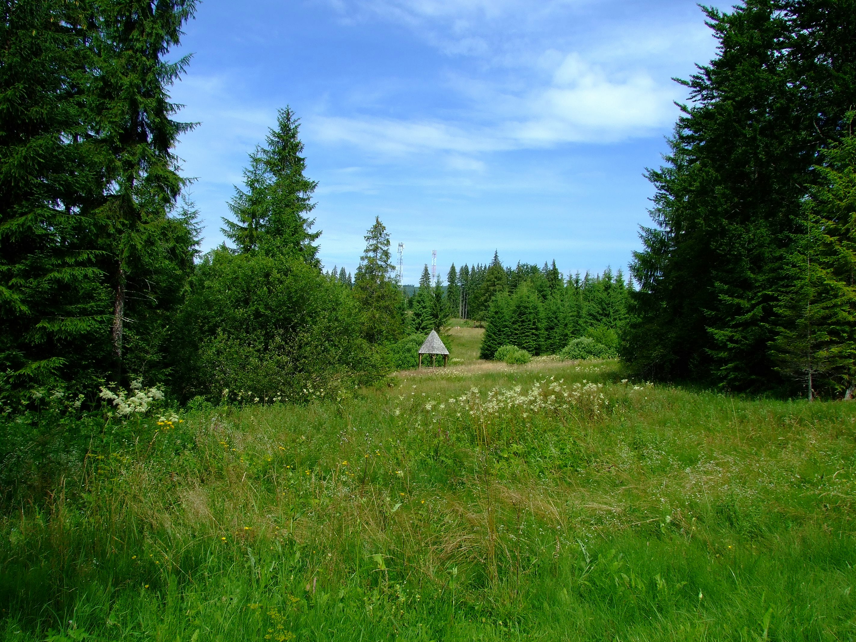 a grassy field with trees and a house in the distance