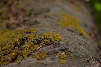 Rough textured tree bark covered with patches of green and yellow lichen, creating a natural and earthy appearance. The image has a shallow depth of field, focusing on the lichen while the background is out of focus.