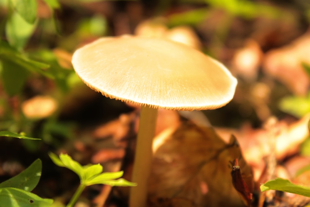 a close up of a mushroom