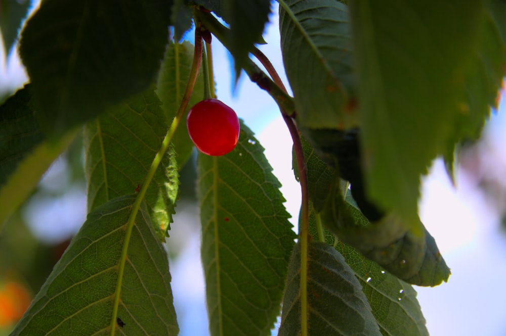a red berry on a tree