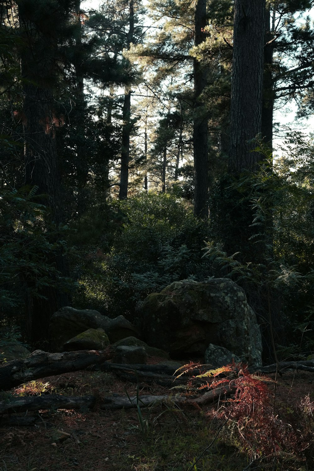 a forest with trees and rocks