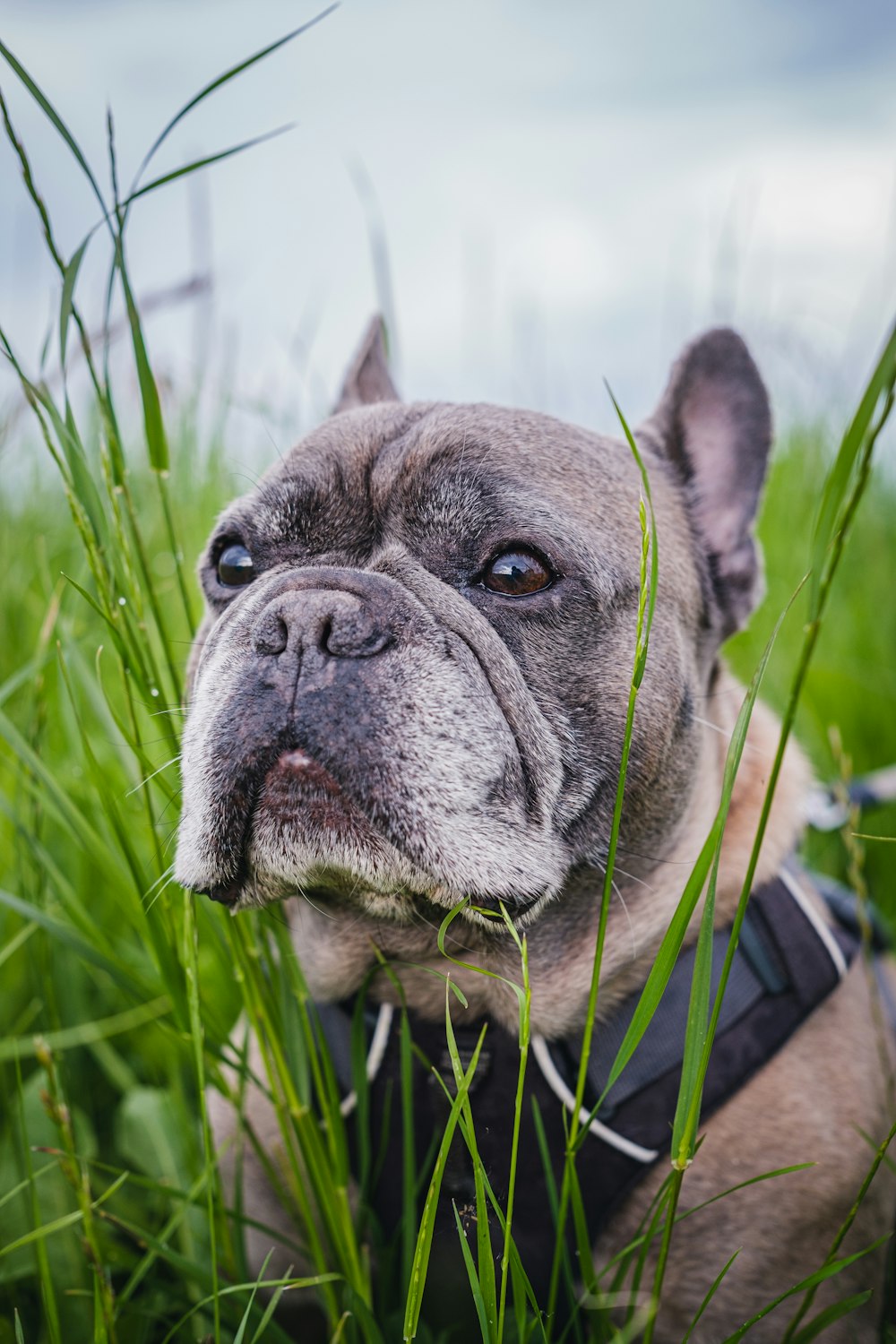 um cão na grama