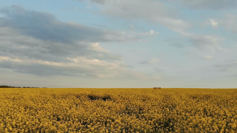 a field of yellow flowers