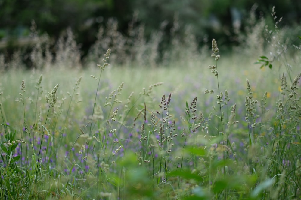 a field of purple flowers