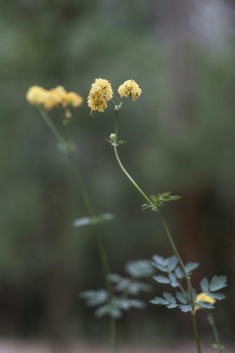 a close-up of some flowers