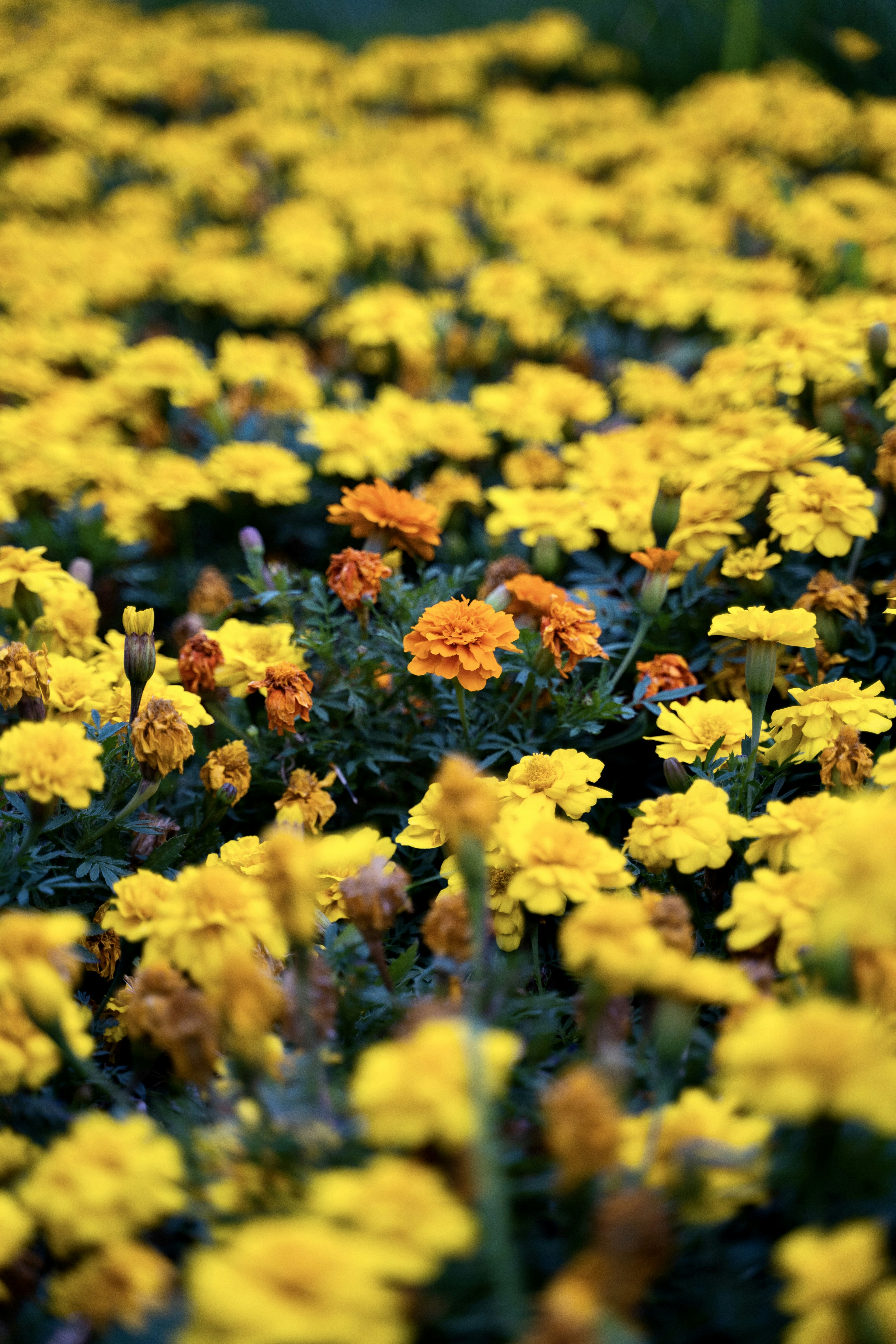 Photo by notprimadonna