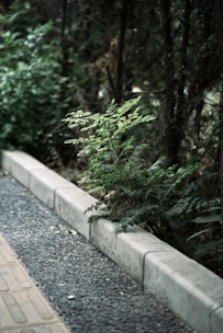 Pathway inside the lot area with compacted gravel and natural vegetation.