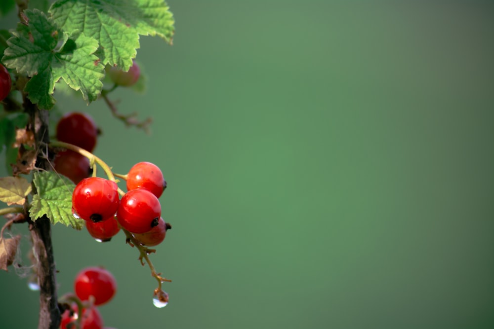 a close-up of some berries