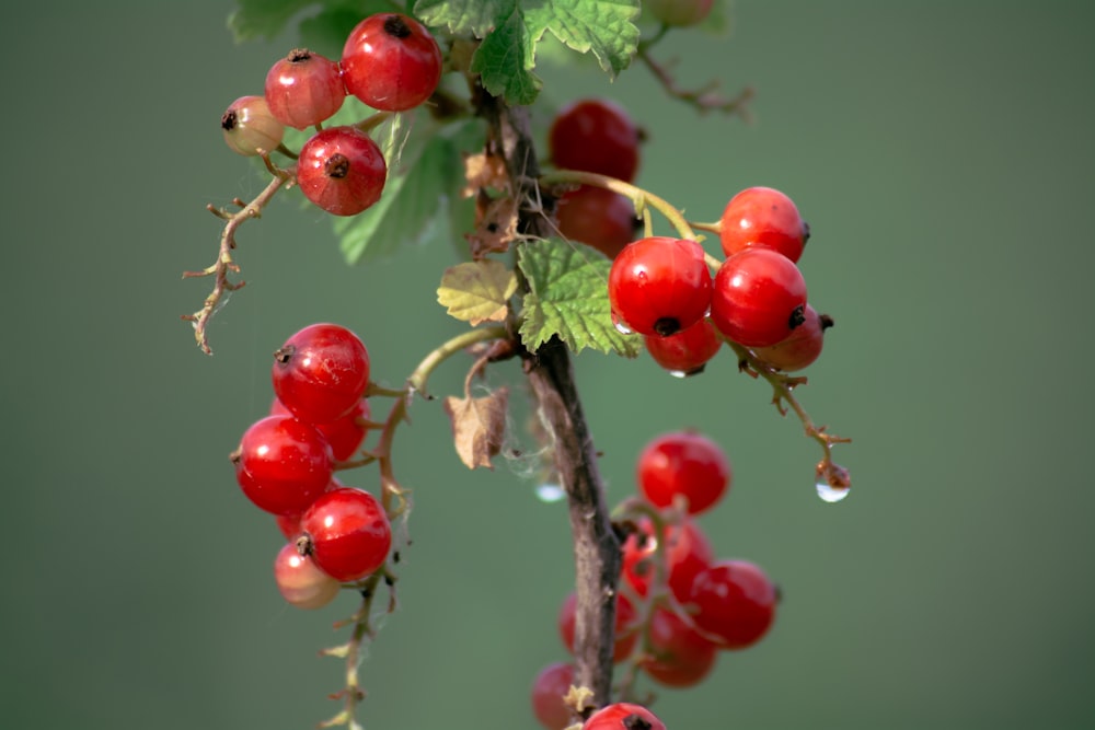 a close up of some berries