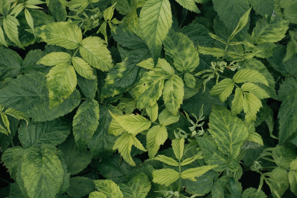 a group of green leaves