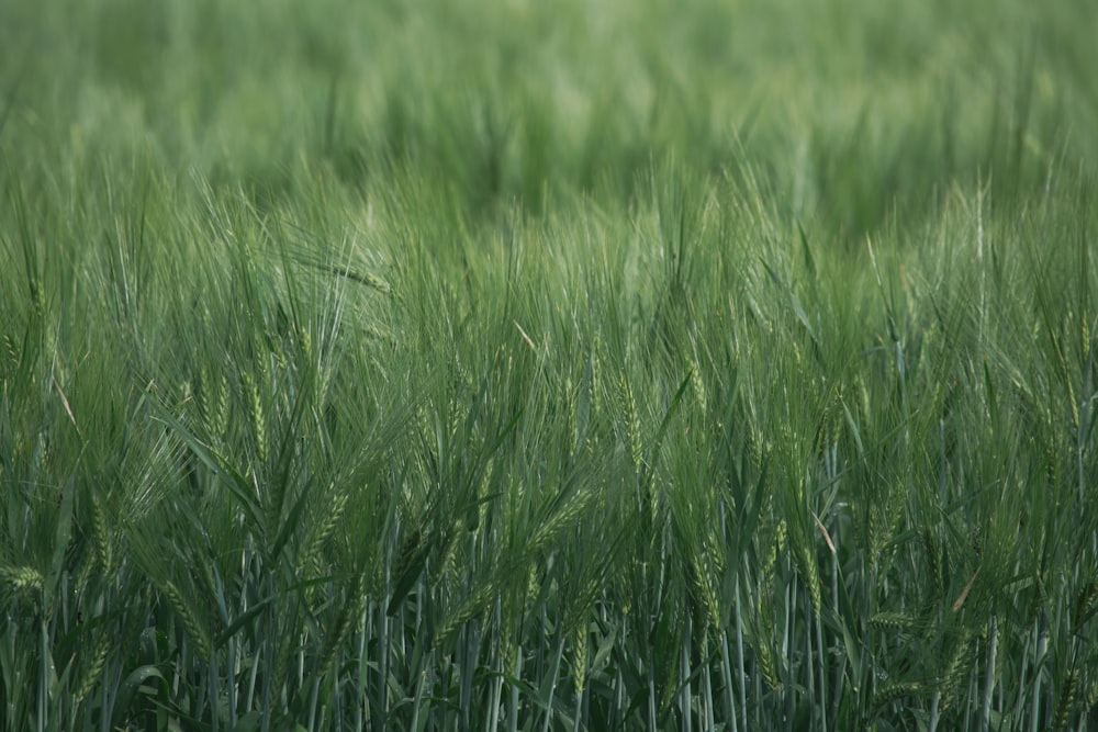 a close-up of some grass