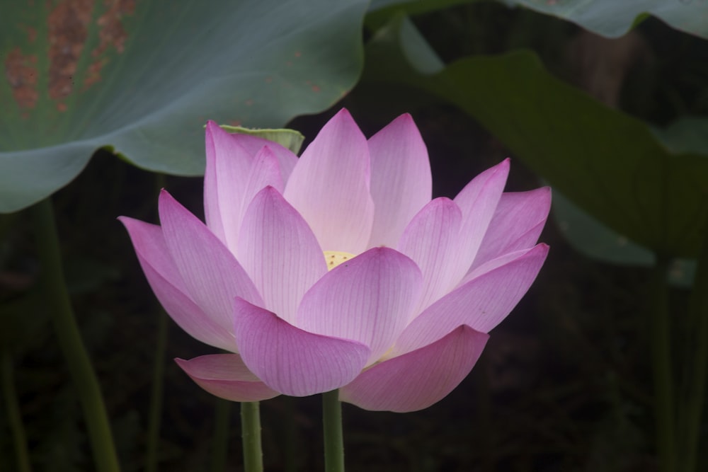 a pink flower with green leaves