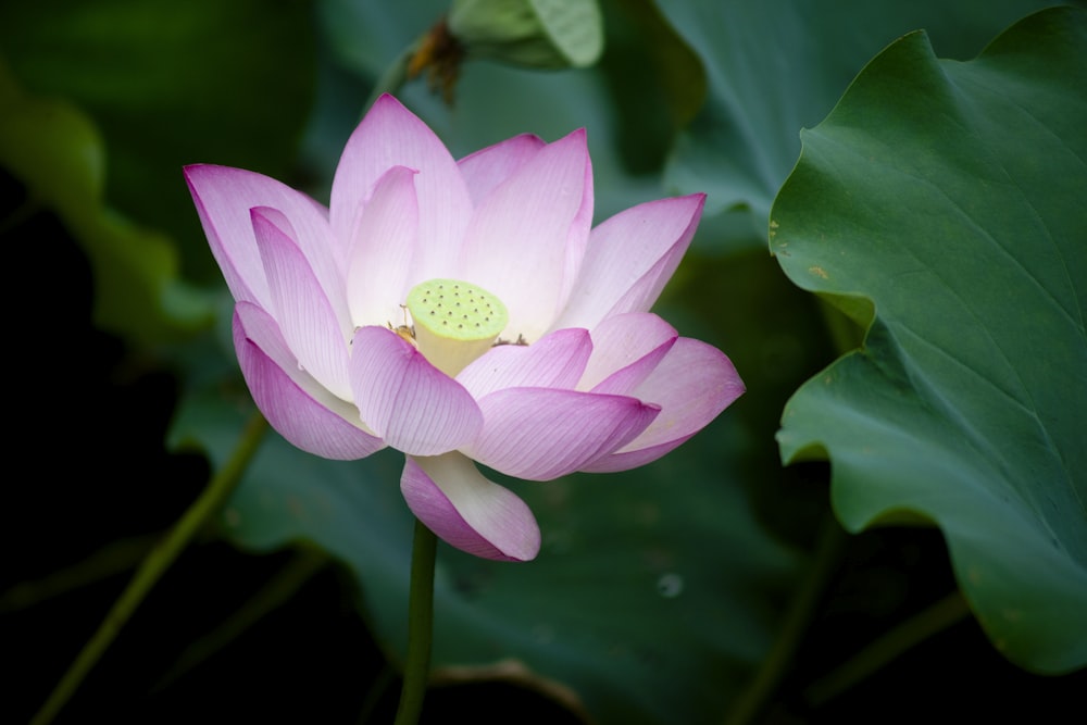 a pink flower with green leaves