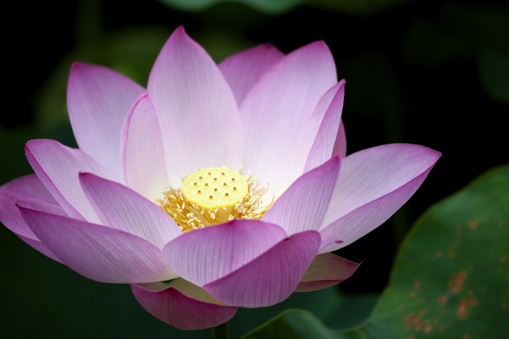 a purple flower with yellow center