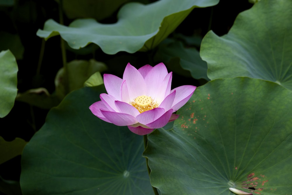 a pink flower surrounded by green leaves