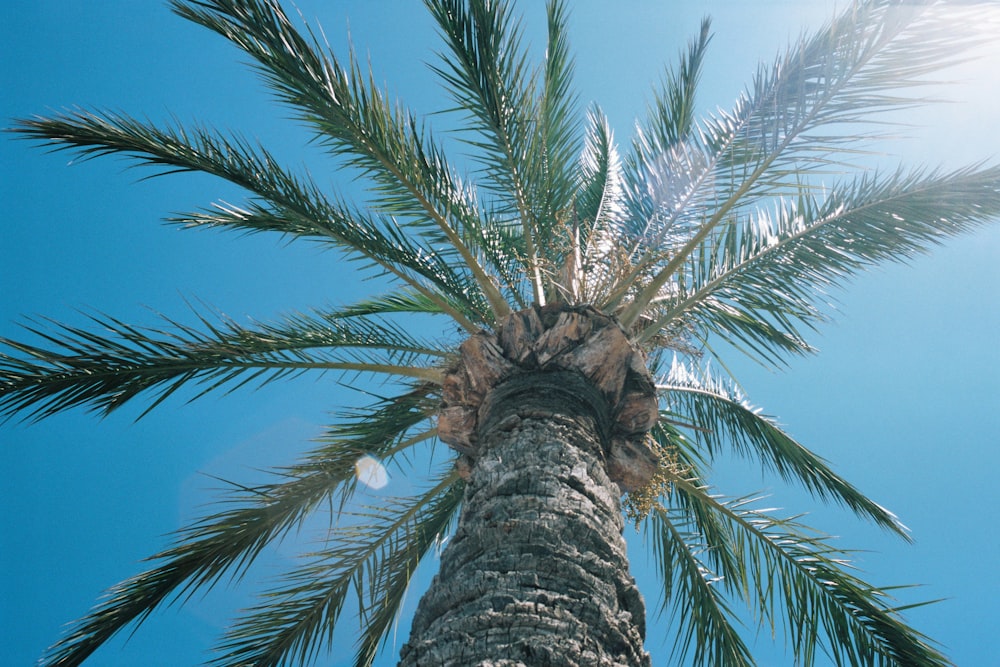 a palm tree with a statue of a person holding a palm tree