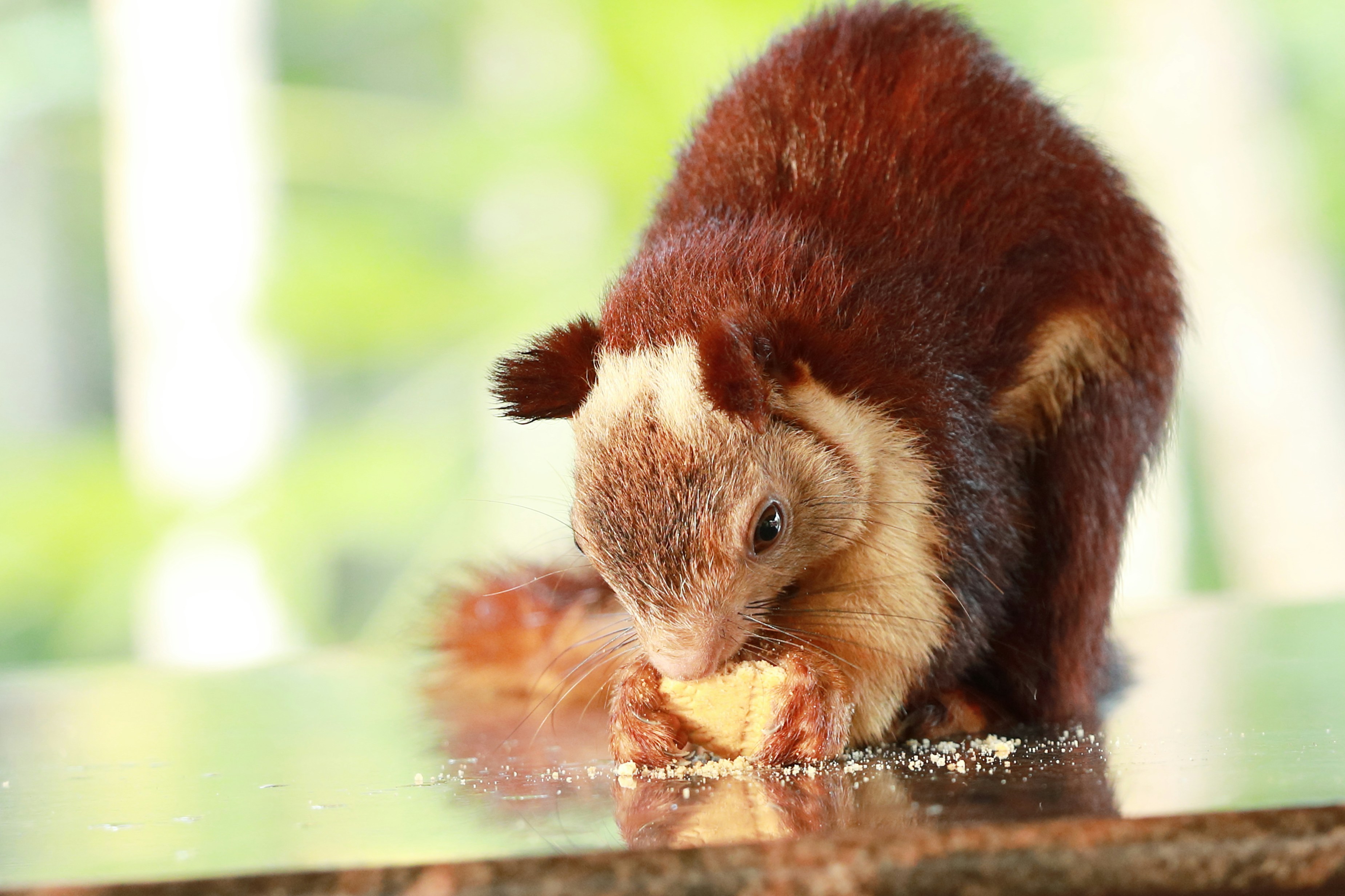 Un rongeur brun et blanc photo – Image gratuite de Karnataka sur Unsplash