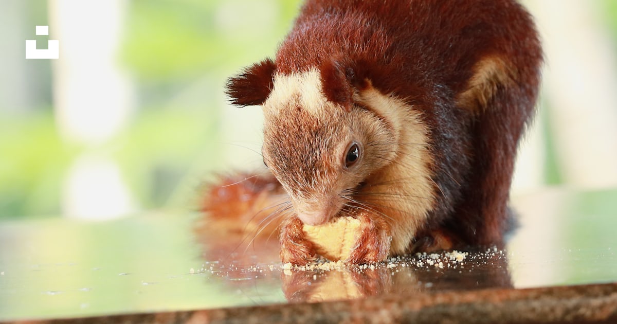 Un rongeur brun et blanc photo – Image gratuite de Karnataka sur Unsplash