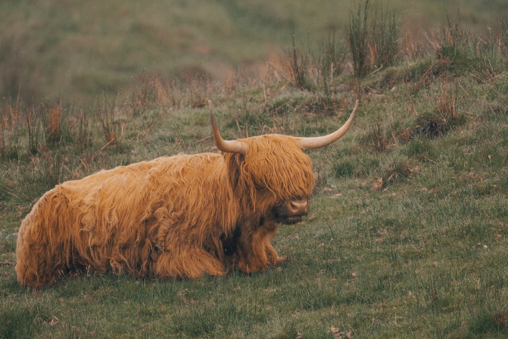 a yak lying in the grass