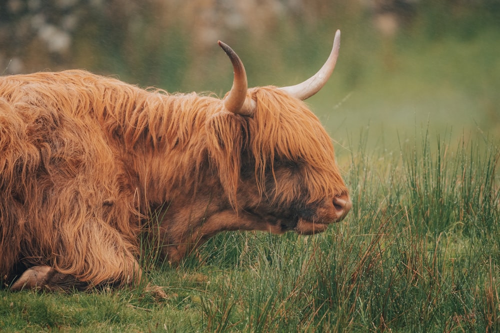 a yak lying in the grass