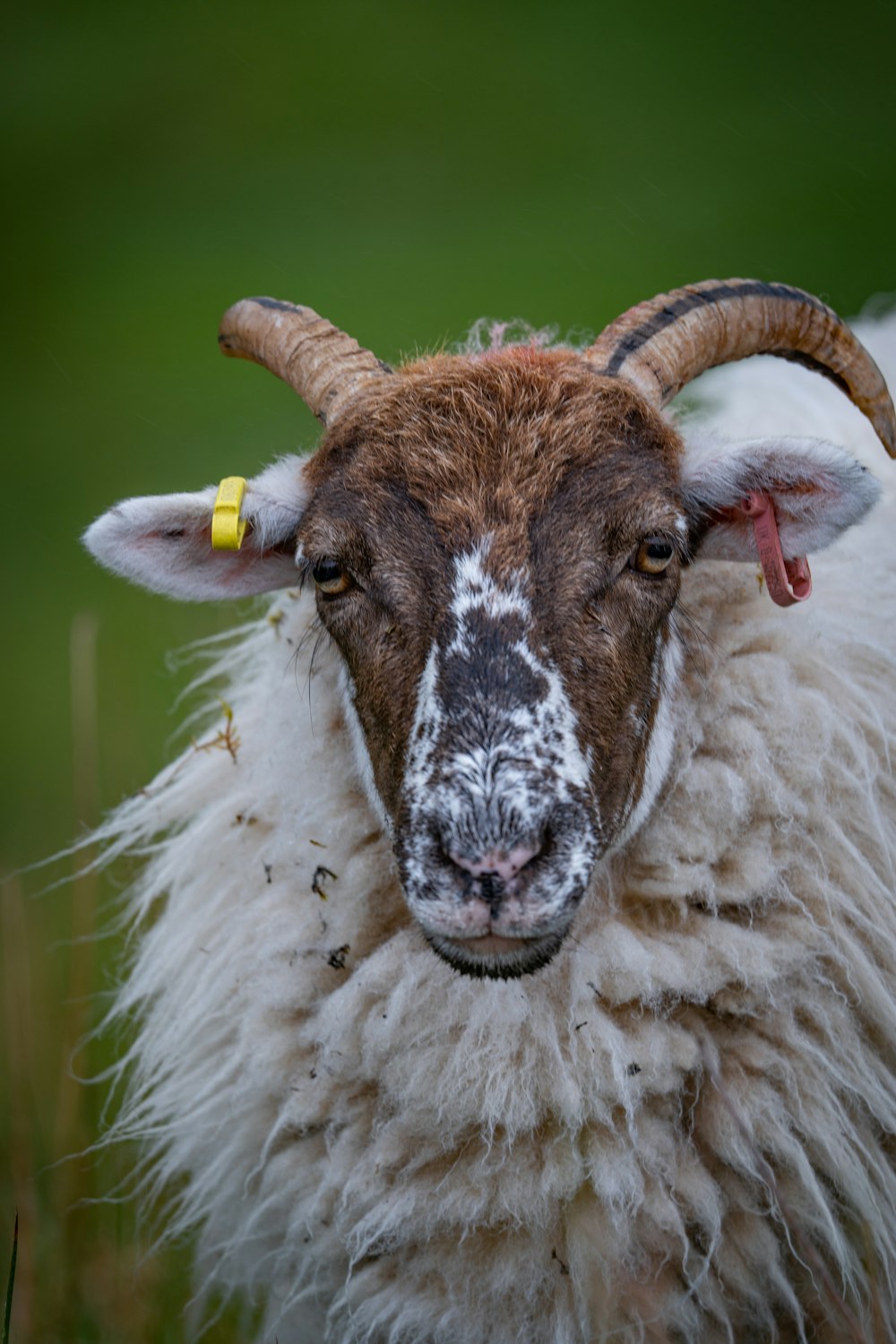 a goat with horns