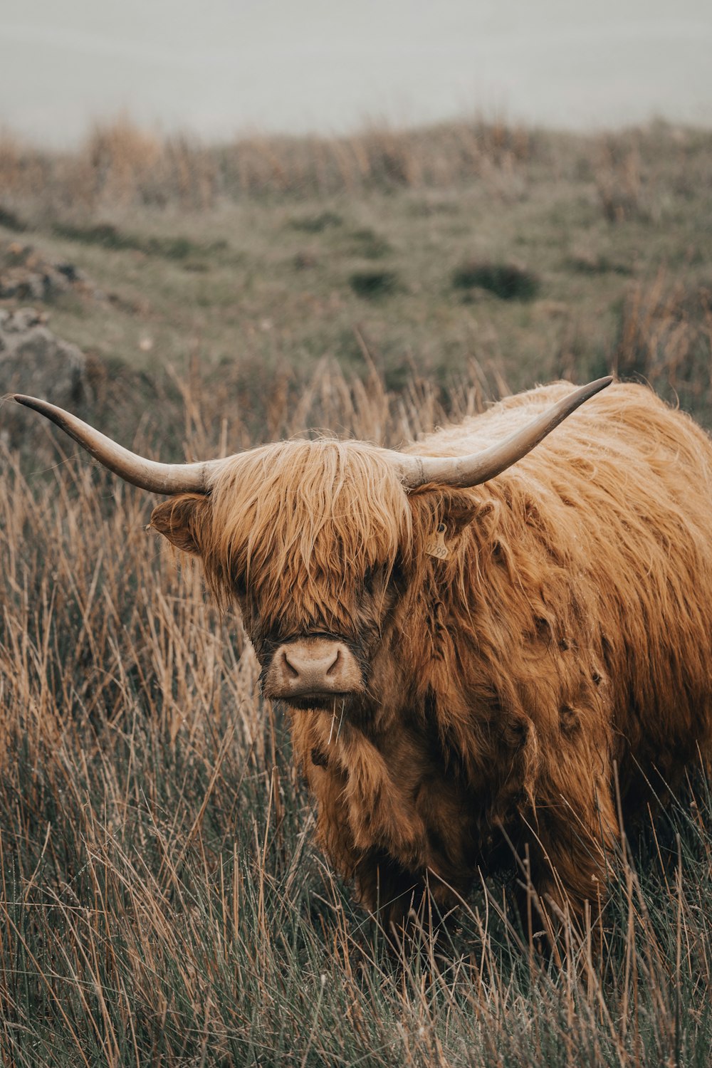 a large brown cow with horns