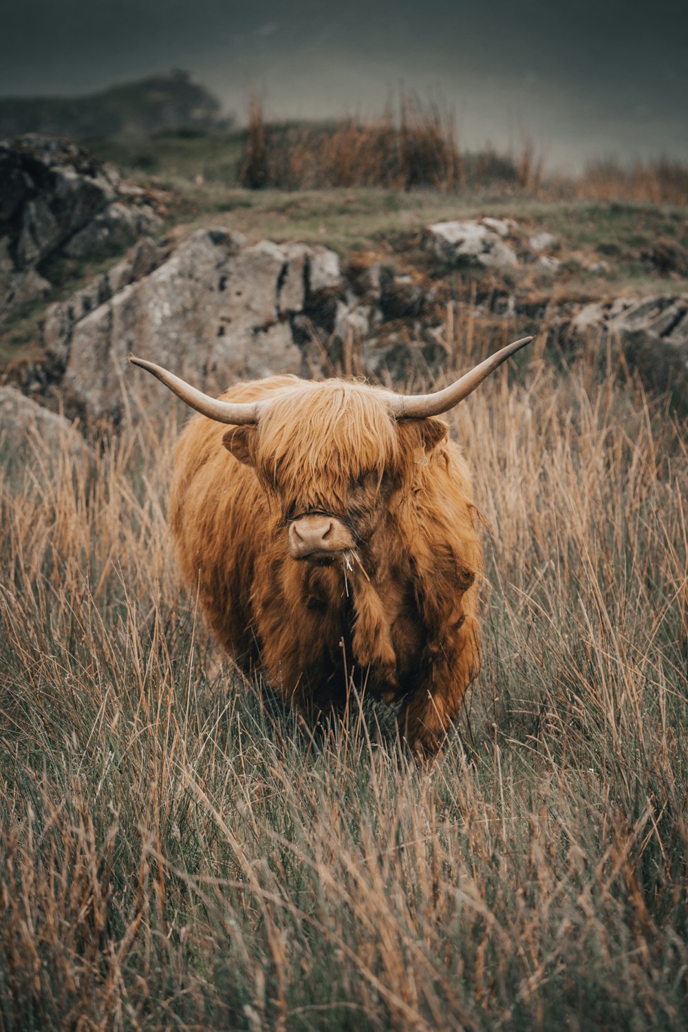 a cow with horns in a field