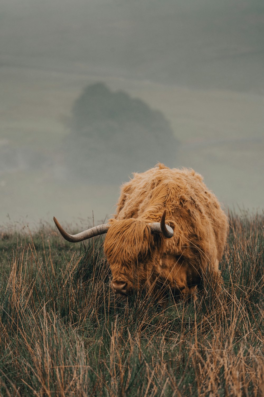 a yak in a field