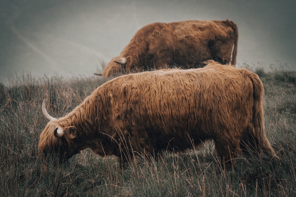 a buffalo in a field