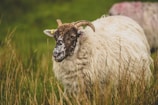 Jacobs sheep with their distinctive curled horns standing near a vendor's rustic shed.