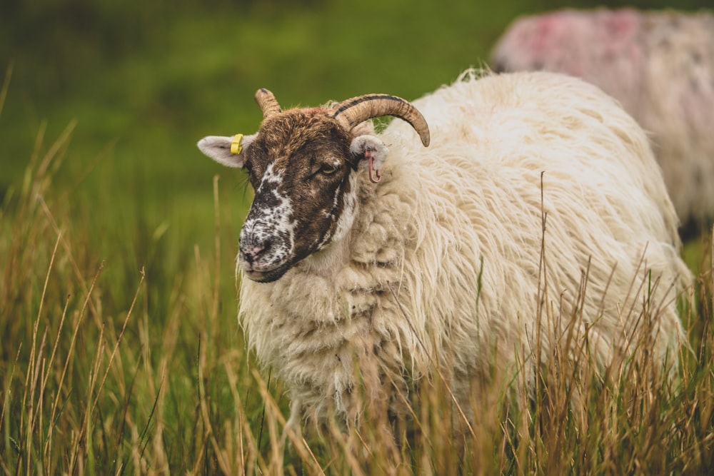 a ram with horns in a field