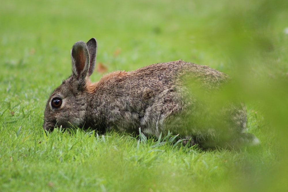 a rabbit in the grass