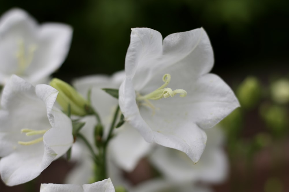 a close up of white flowers