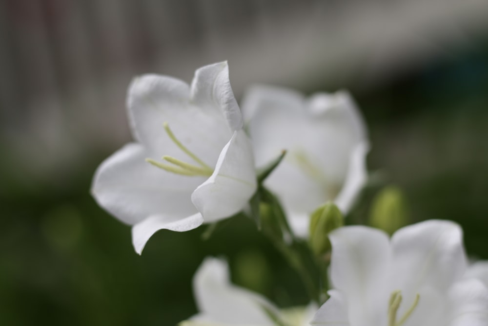 a close up of white flowers