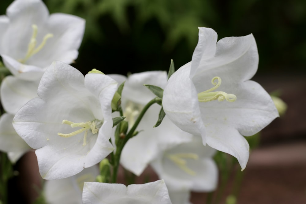 a close up of white flowers