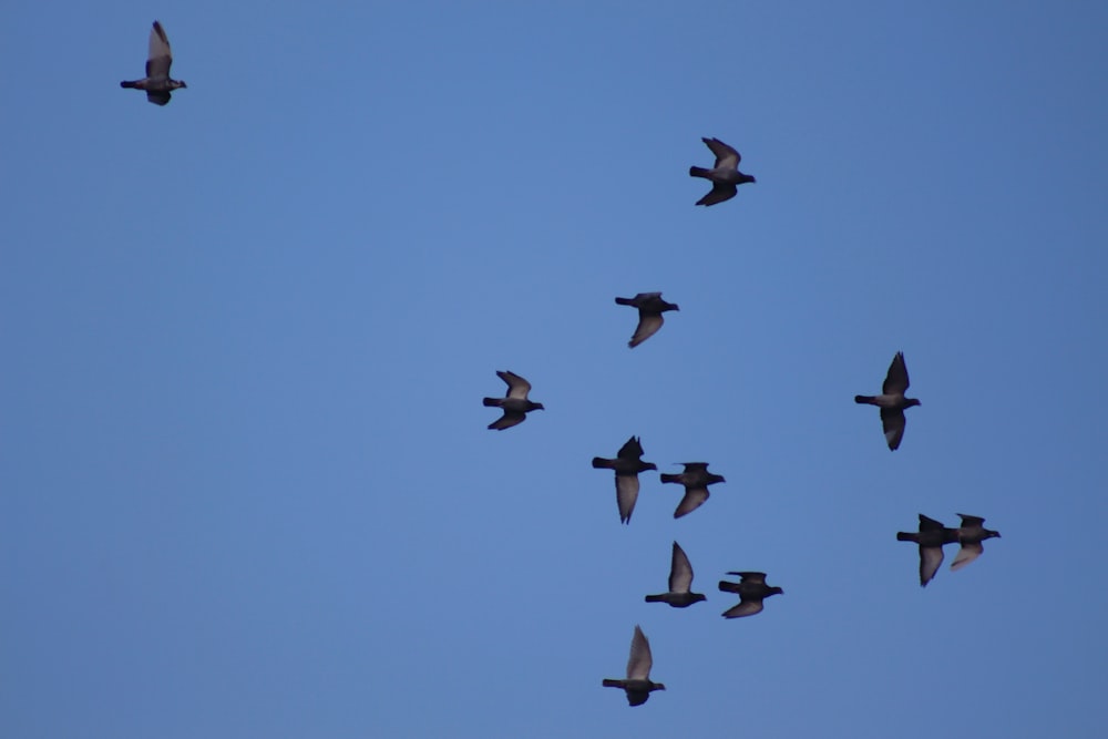 a flock of birds flying in the sky