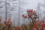 Close-up of dew-covered leaves with misty mountains blurred in the background.