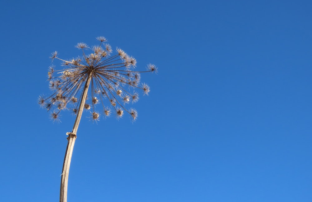 a plant with flowers on it