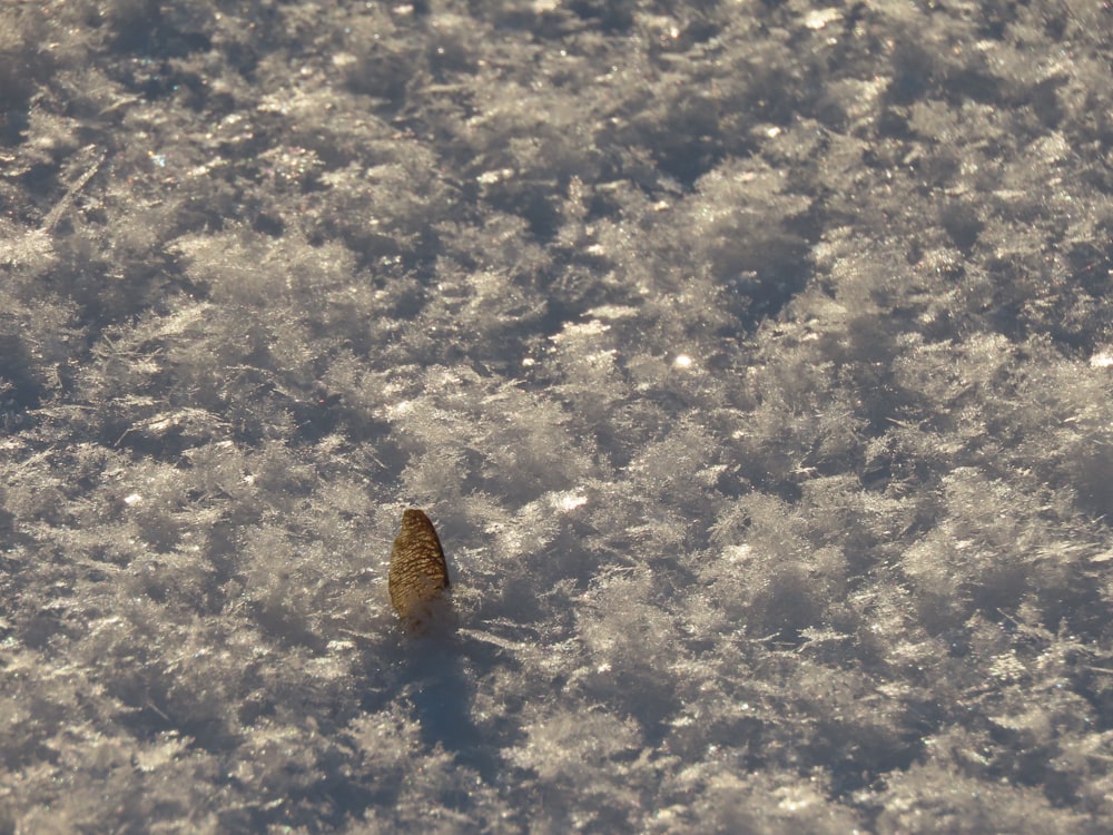 a leaf on a surface